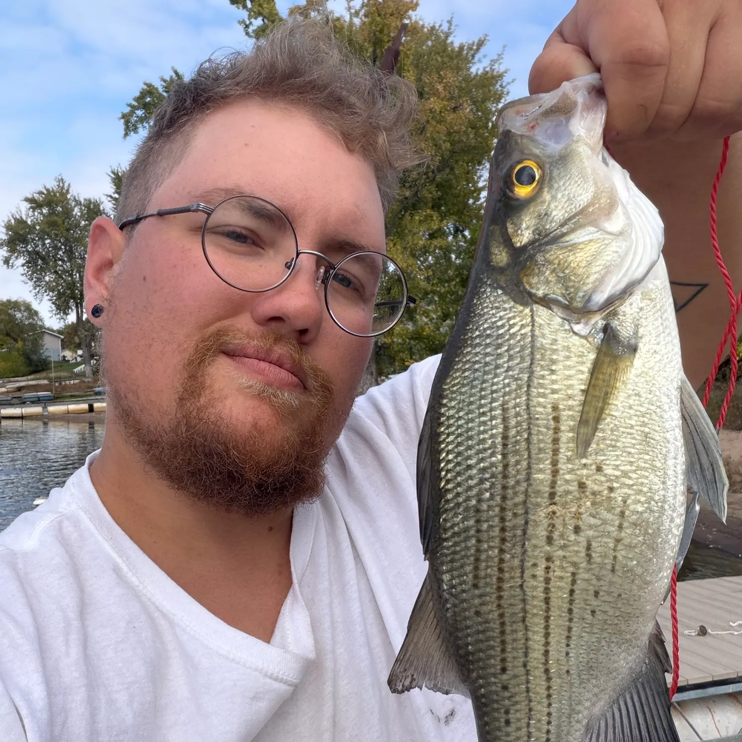 White bass caught on Fishbrain