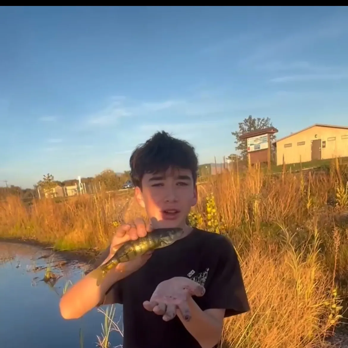 Yellow perch caught on Fishbrain