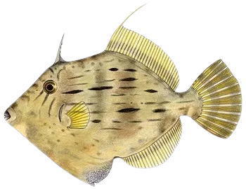 Thread-sail filefish