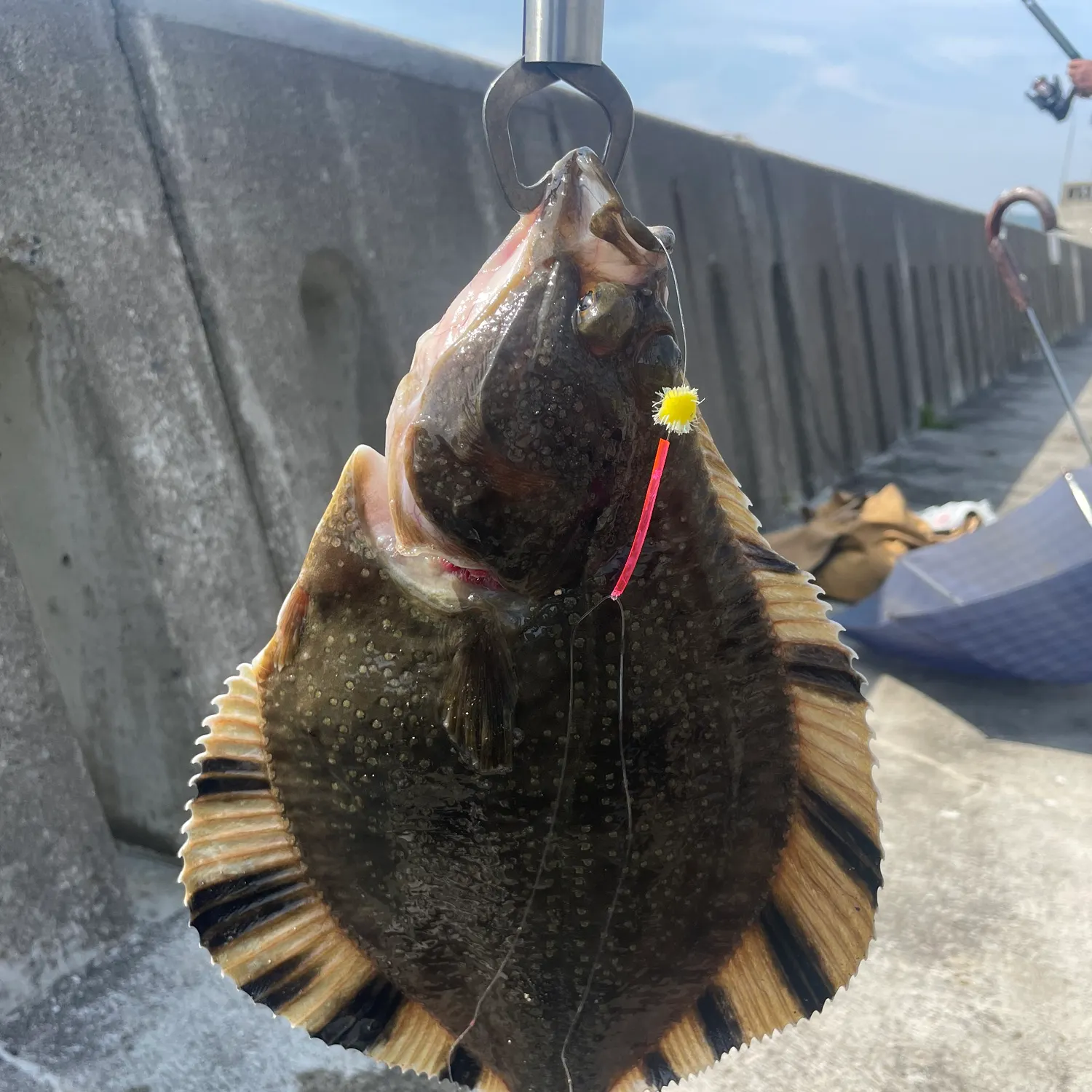 The most recent Far Eastern smooth flounder catches on Fishbrain