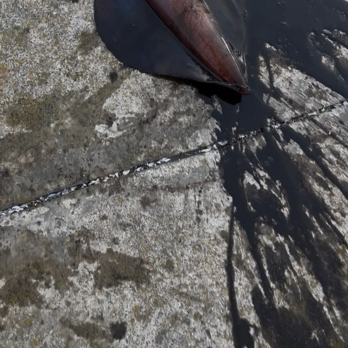 Southern calamari caught on Fishbrain