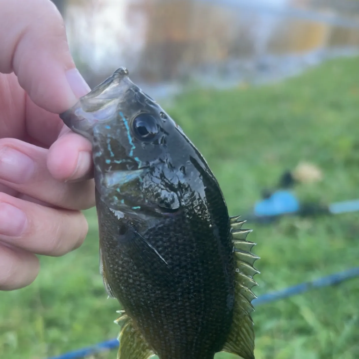 Green sunfish caught on Fishbrain