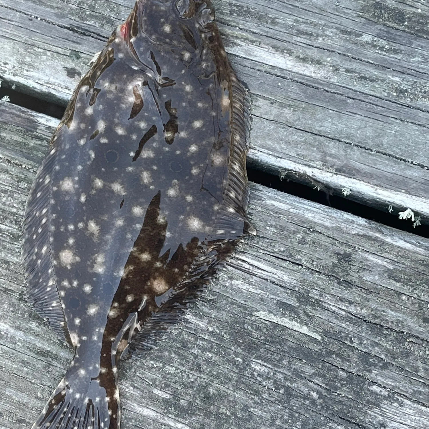 The most recent Summer flounder catches on Fishbrain