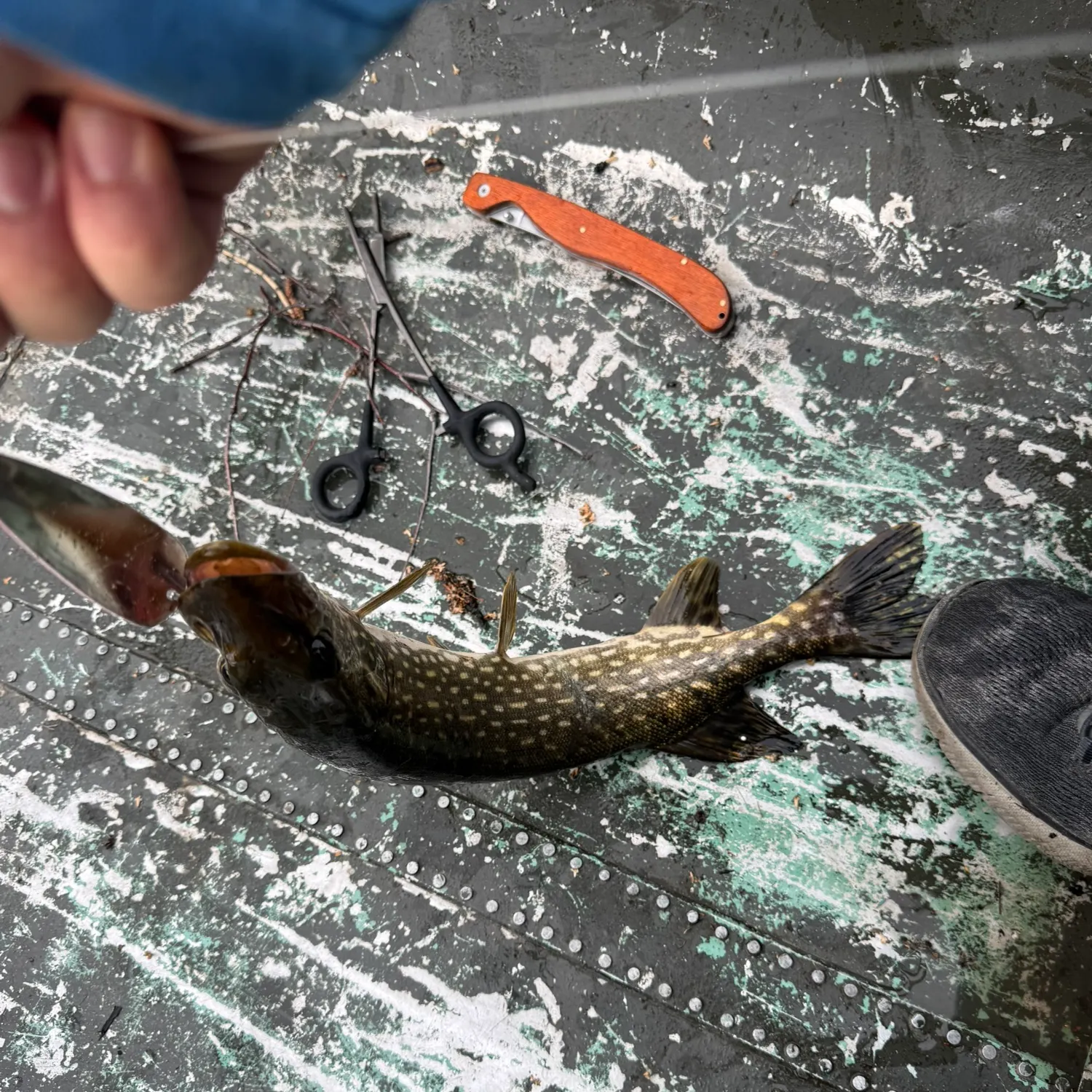 Northern pike caught on Fishbrain