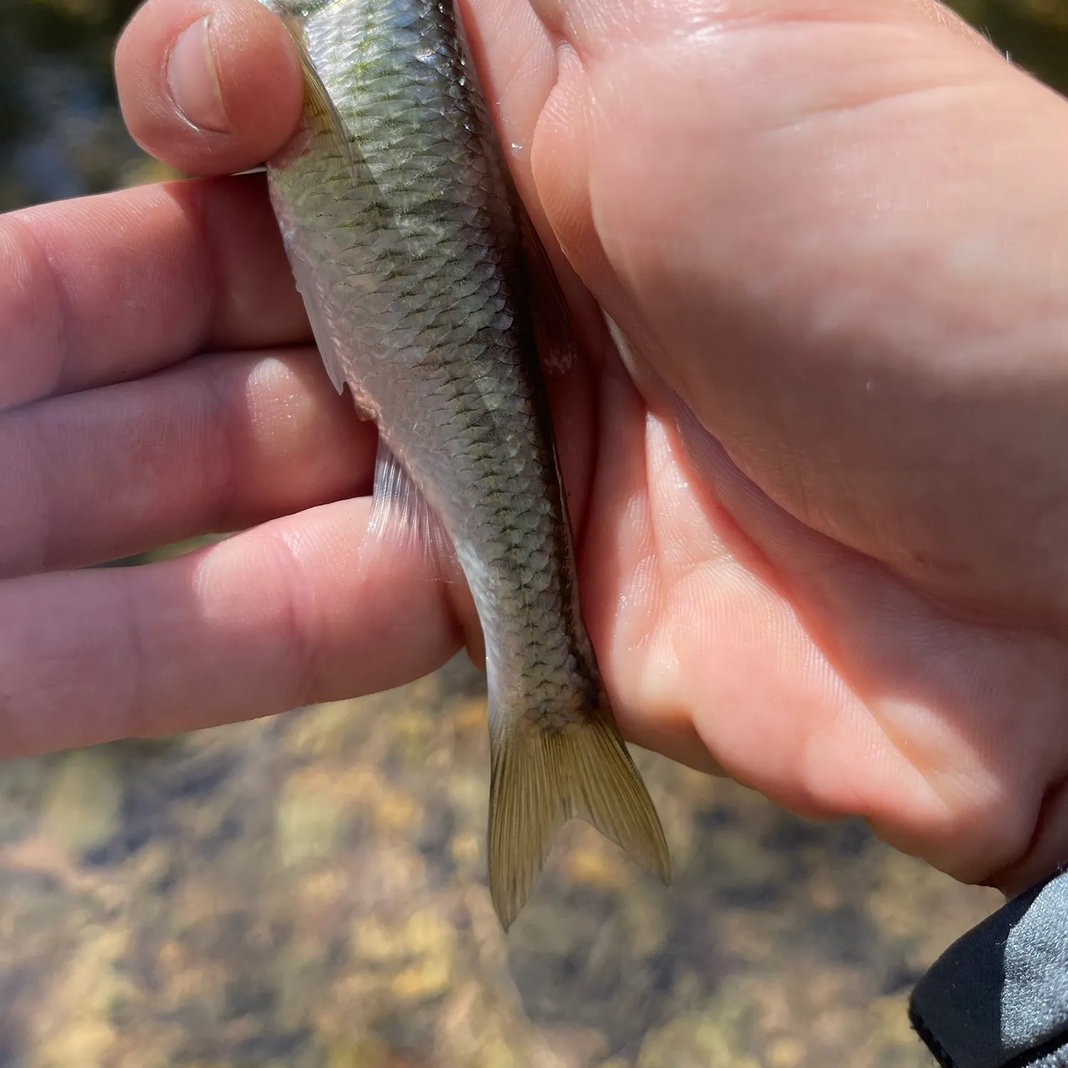 The most recent Striped shiner catches on Fishbrain