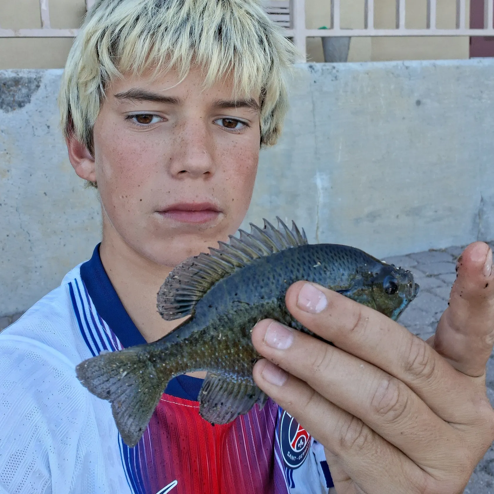 The most recent Blue shark catches on Fishbrain
