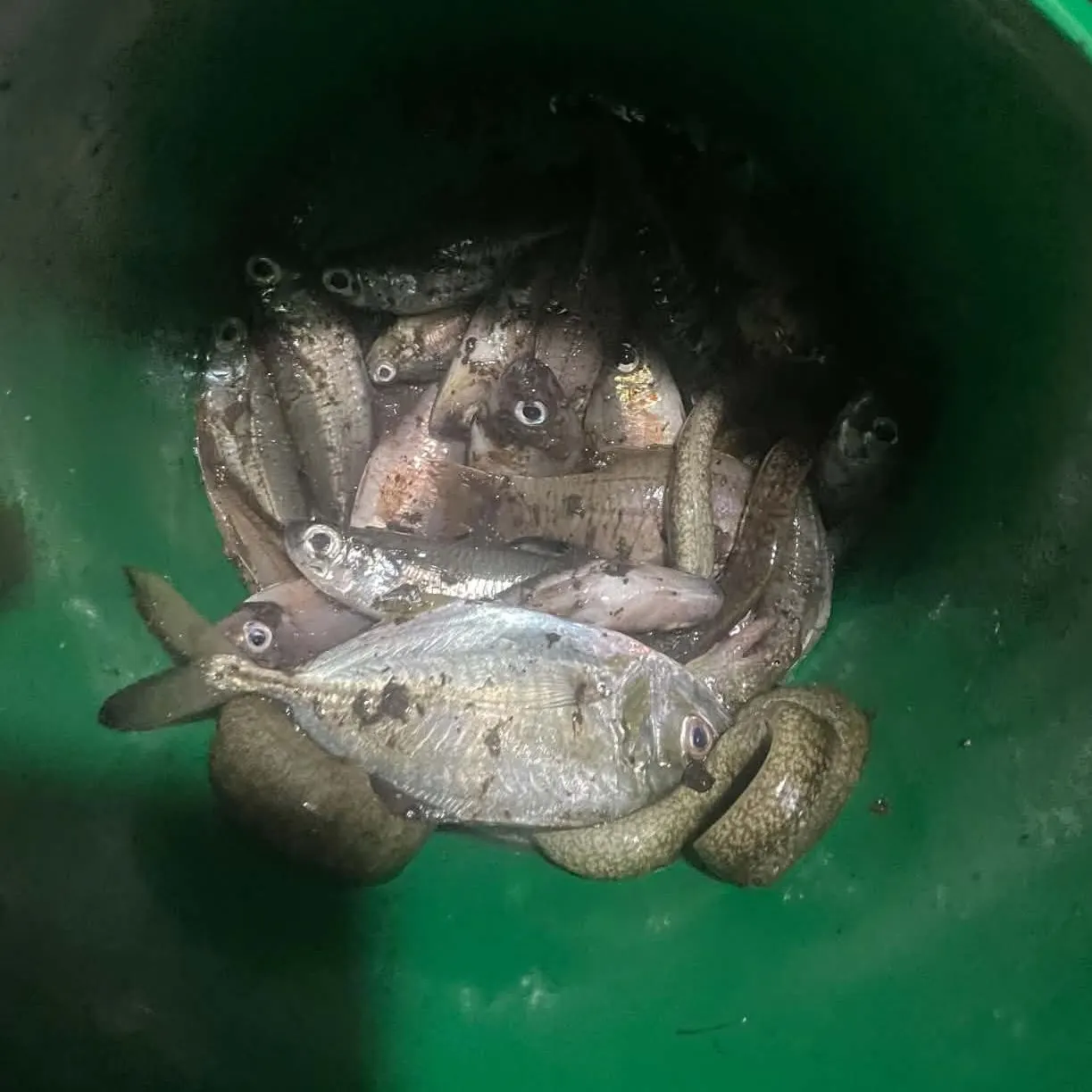 Atlantic cutlassfish caught on Fishbrain