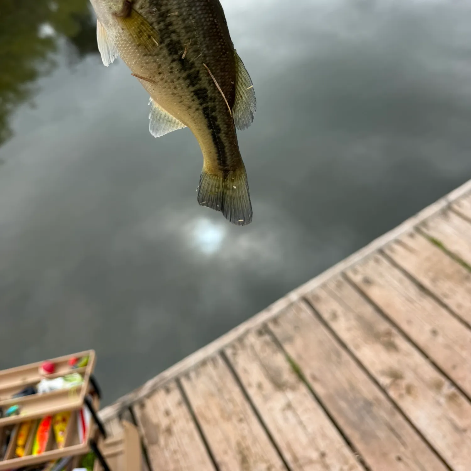 Spotted bass caught on Fishbrain
