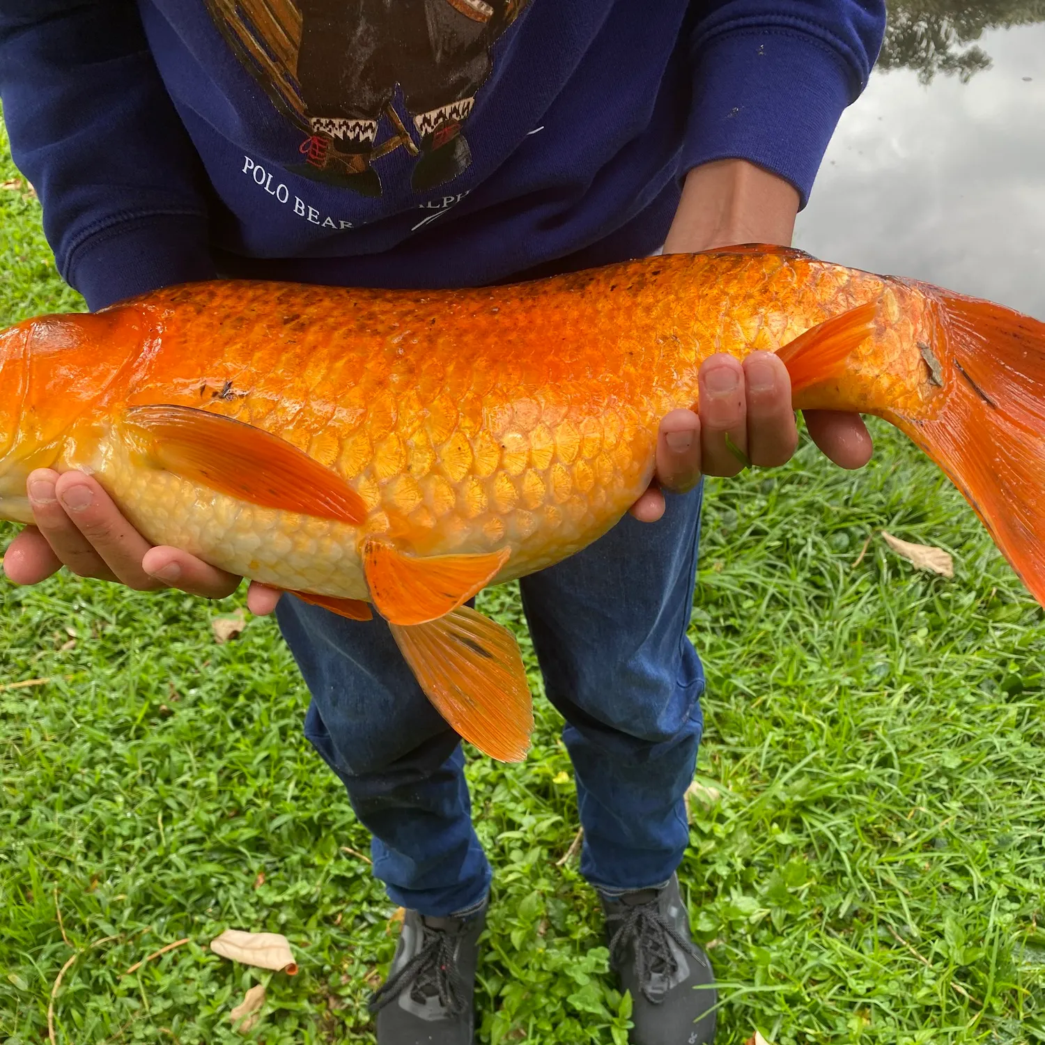 The most recent Koi carp catches on Fishbrain