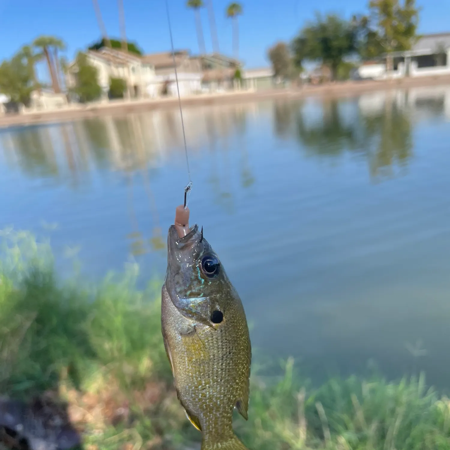 Green sunfish caught on Fishbrain