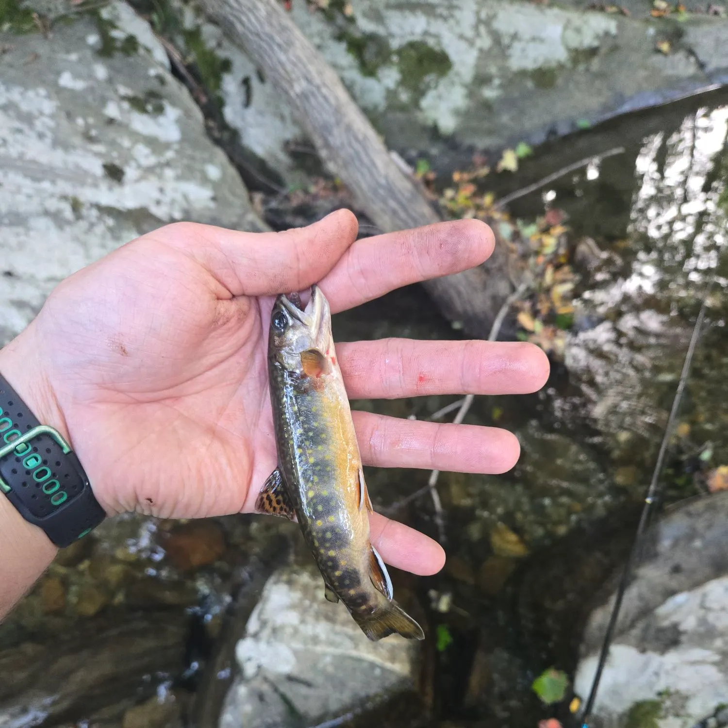 Brook trout caught on Fishbrain