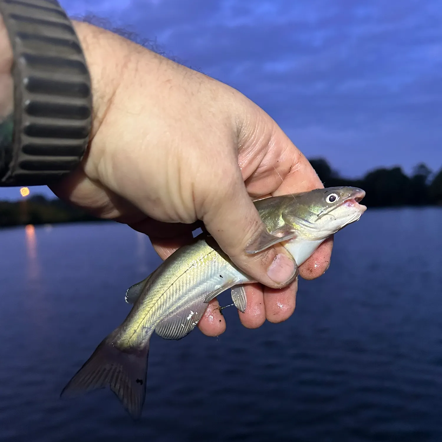 The most recent White bullhead catches on Fishbrain