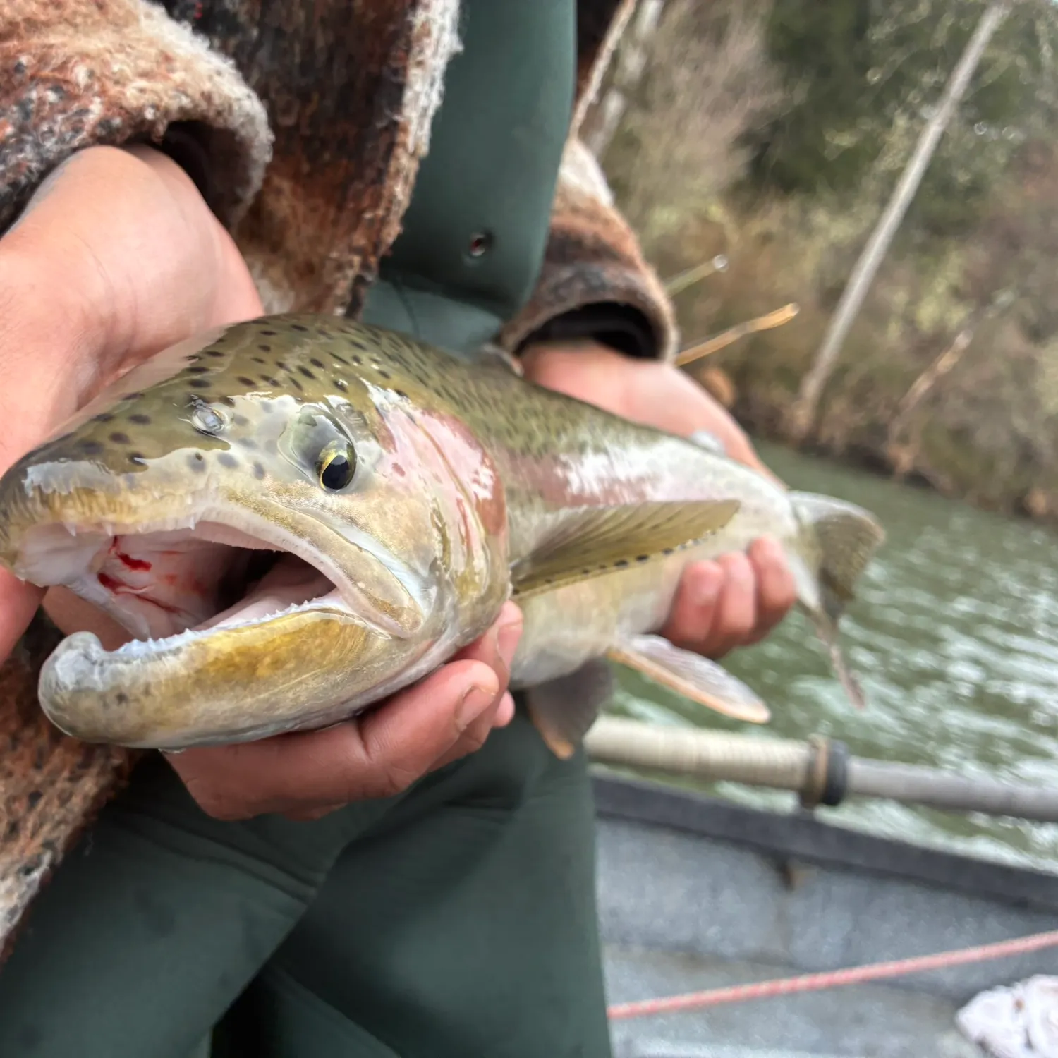 The most recent Steelhead catches on Fishbrain