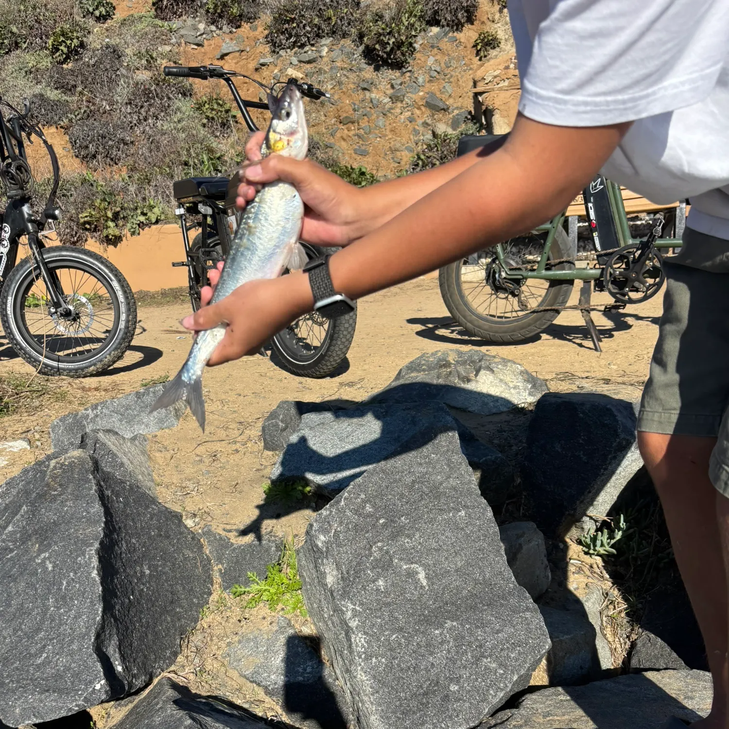 The most recent Jack silverside catches on Fishbrain