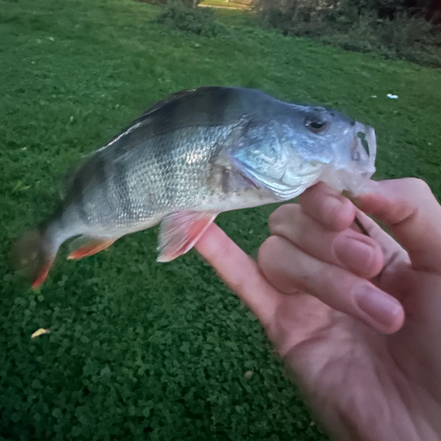 European perch caught on Fishbrain