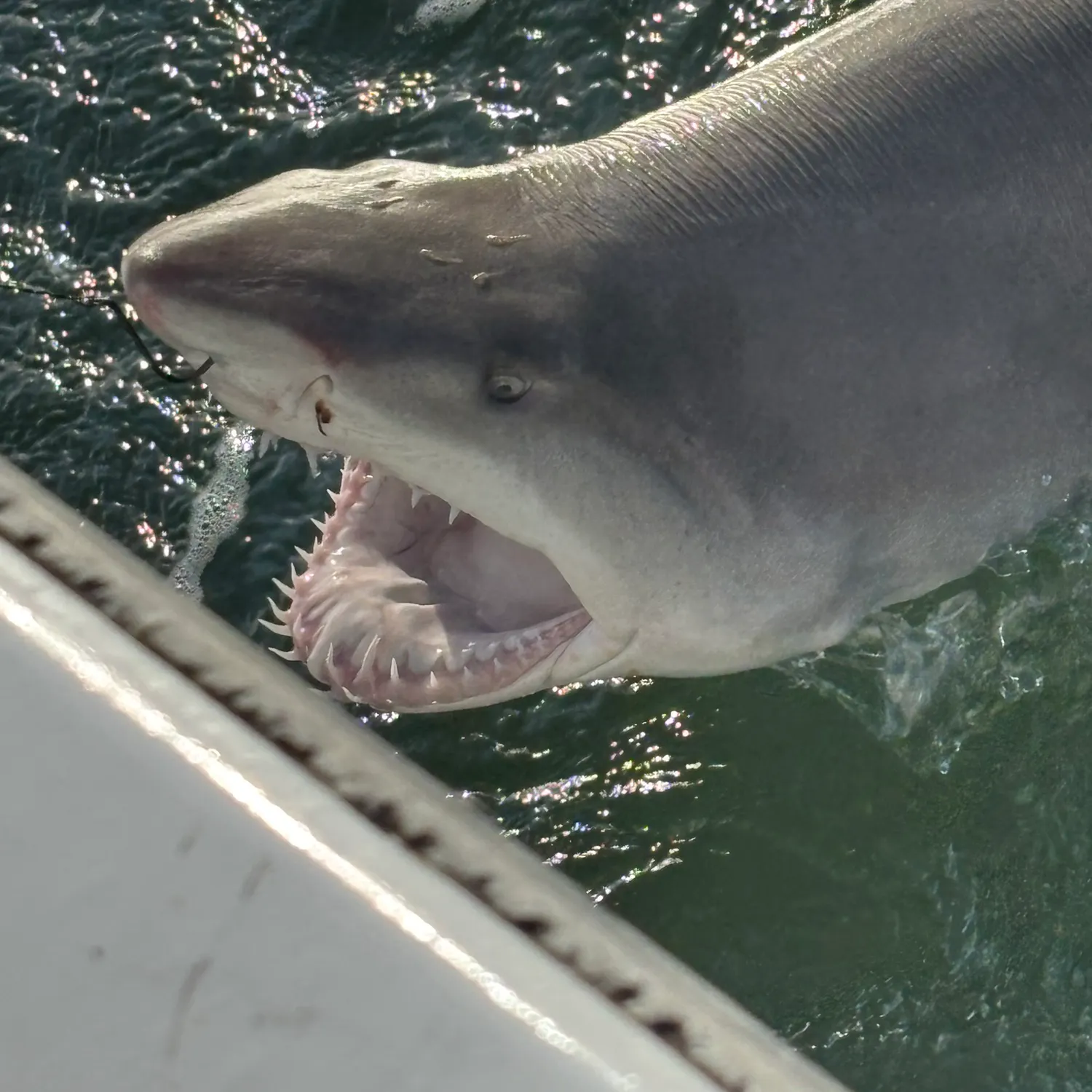 Sandbar shark caught on Fishbrain