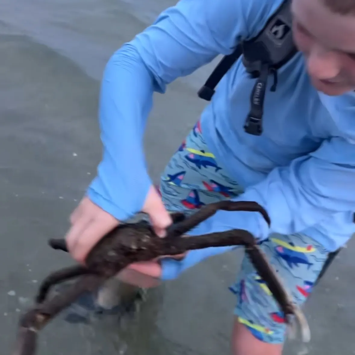 The most recent European spider crab catches on Fishbrain