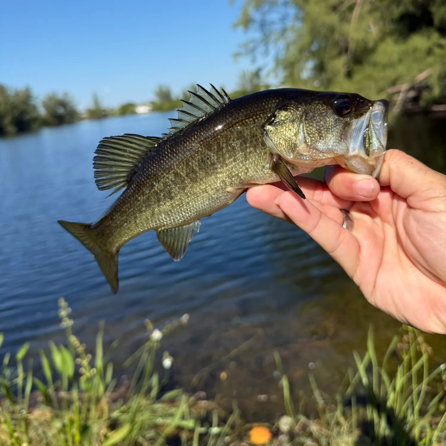 The most recent Largemouth bass catches on Fishbrain