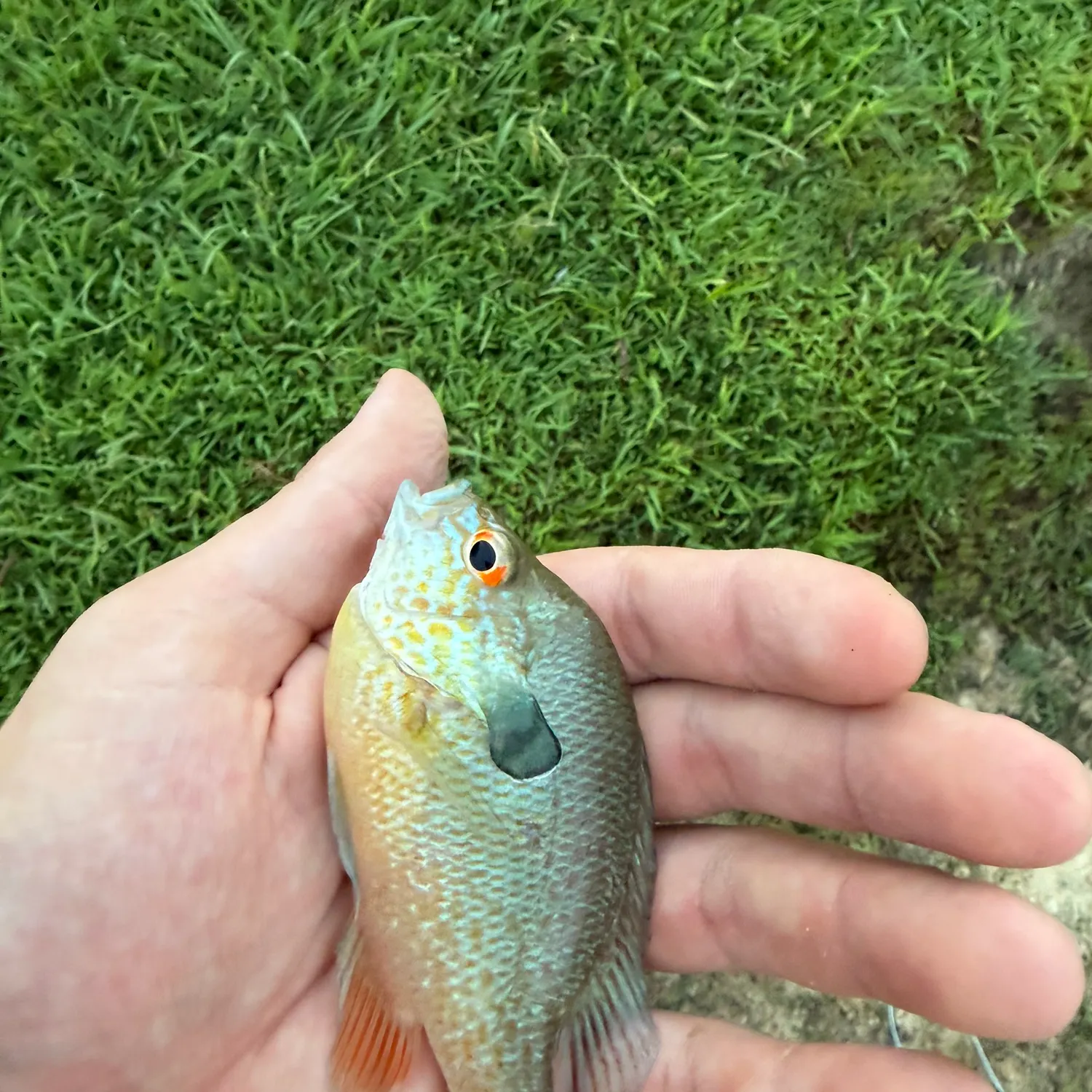 Longear sunfish caught on Fishbrain