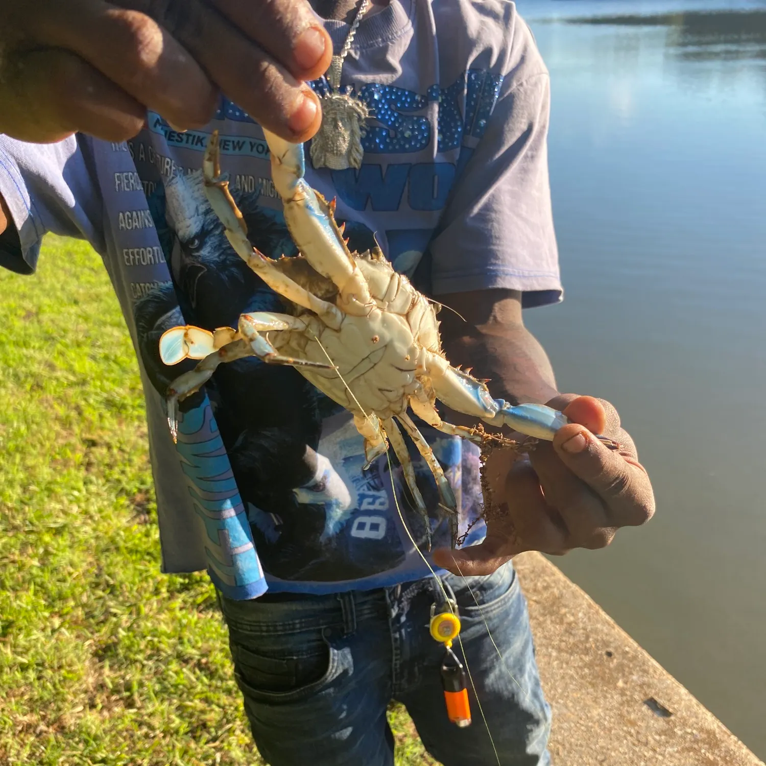 The most recent Blue crab catches on Fishbrain
