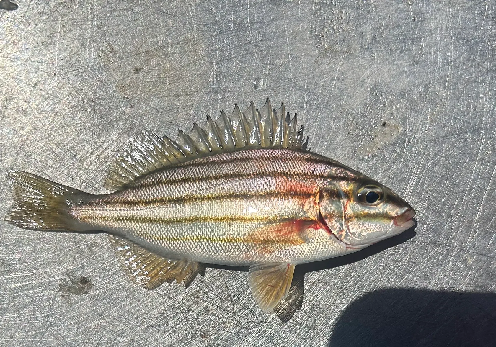 Eastern striped grunter