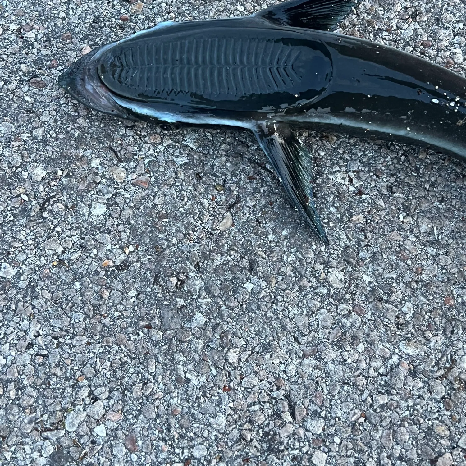 most liked catch image