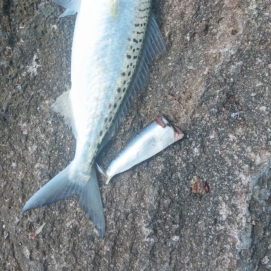 Eastern Australian salmon caught on Fishbrain