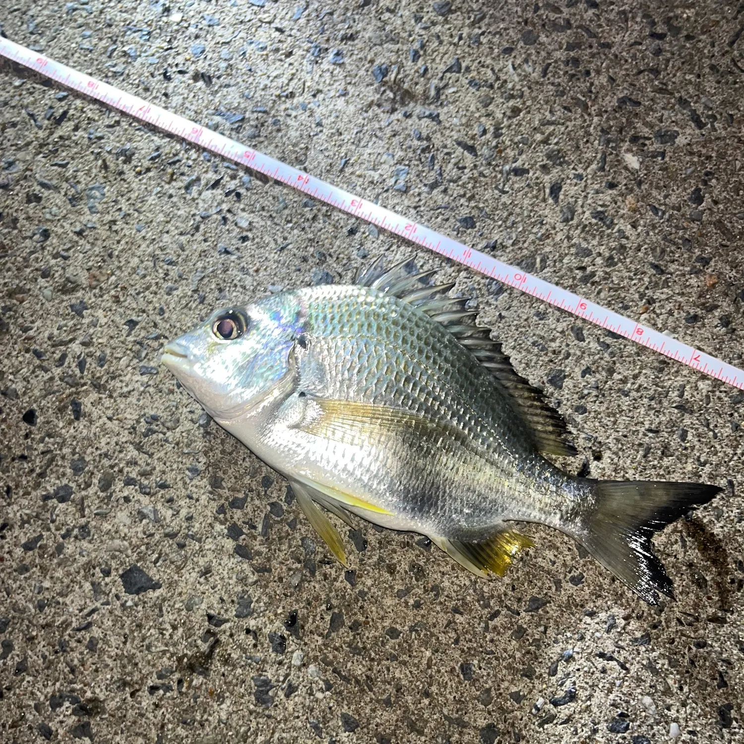 The most recent Surf bream catches on Fishbrain