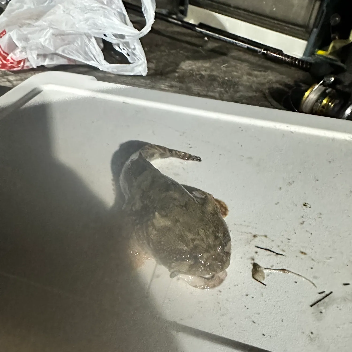 The most recent Gulf toadfish catches on Fishbrain