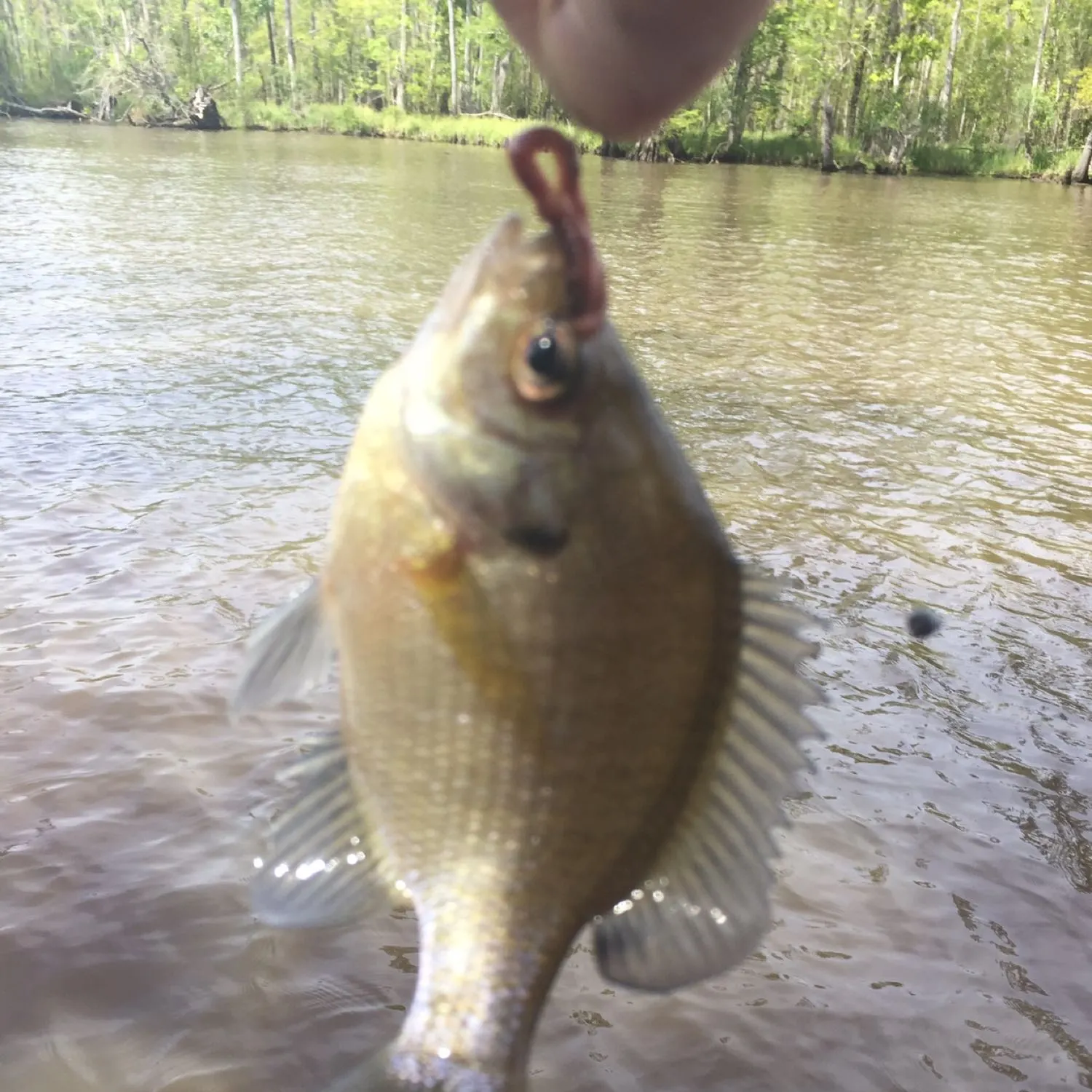 Bluegill caught on Fishbrain
