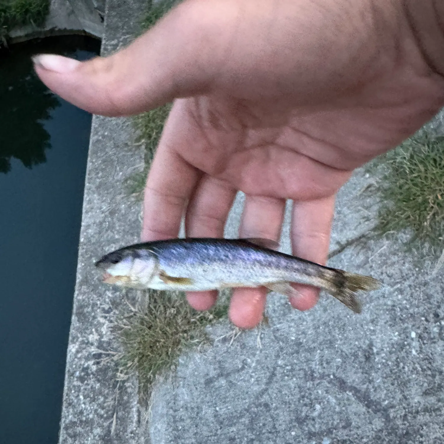 Creek chub caught on Fishbrain