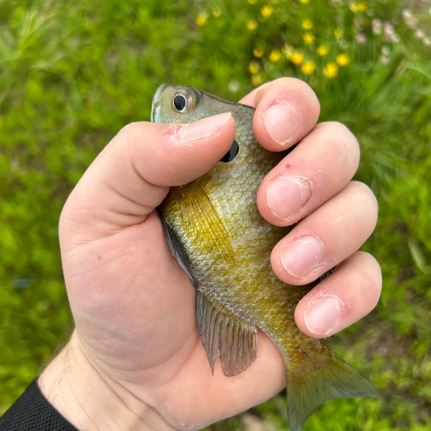 most liked catch image