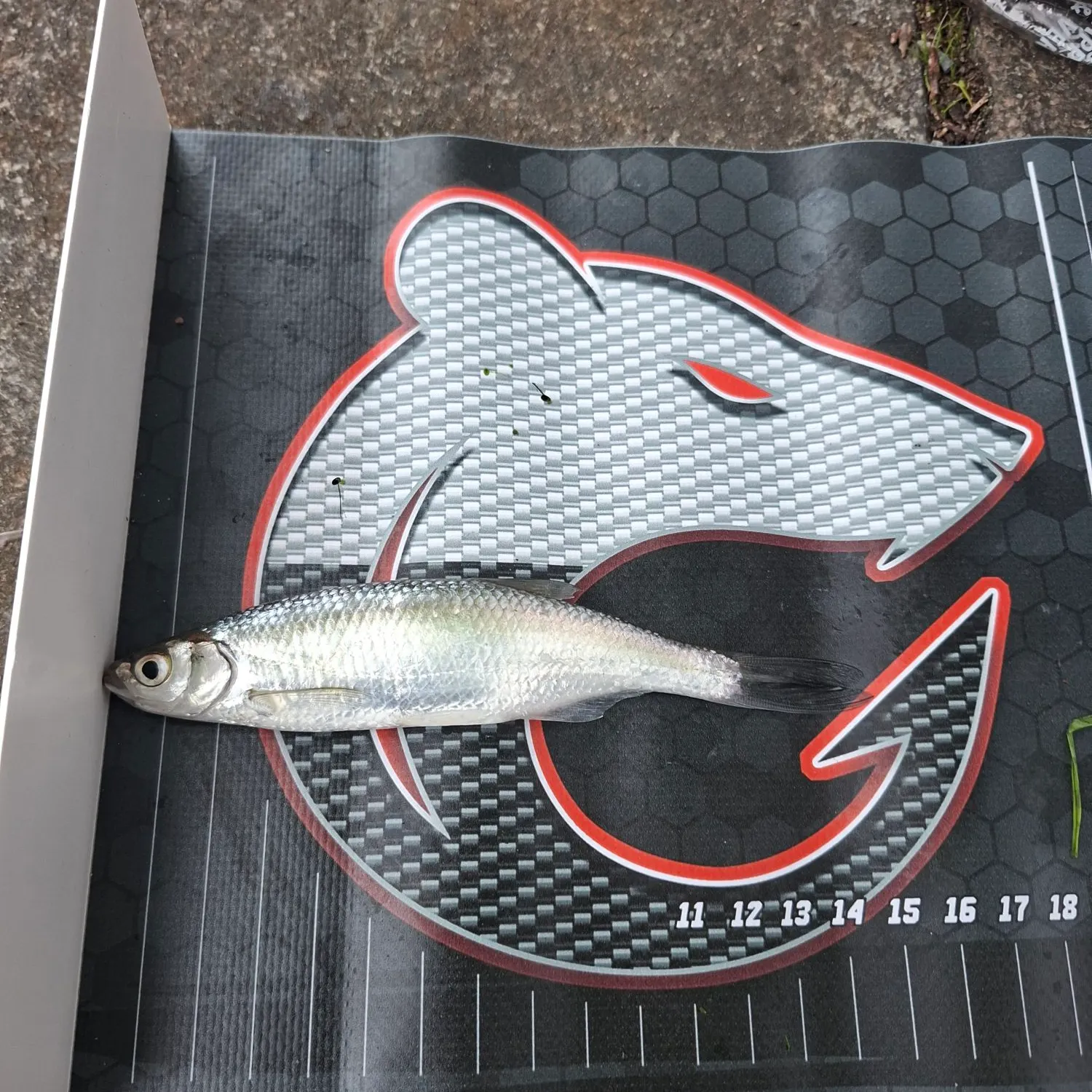 The most recent Asp catches on Fishbrain