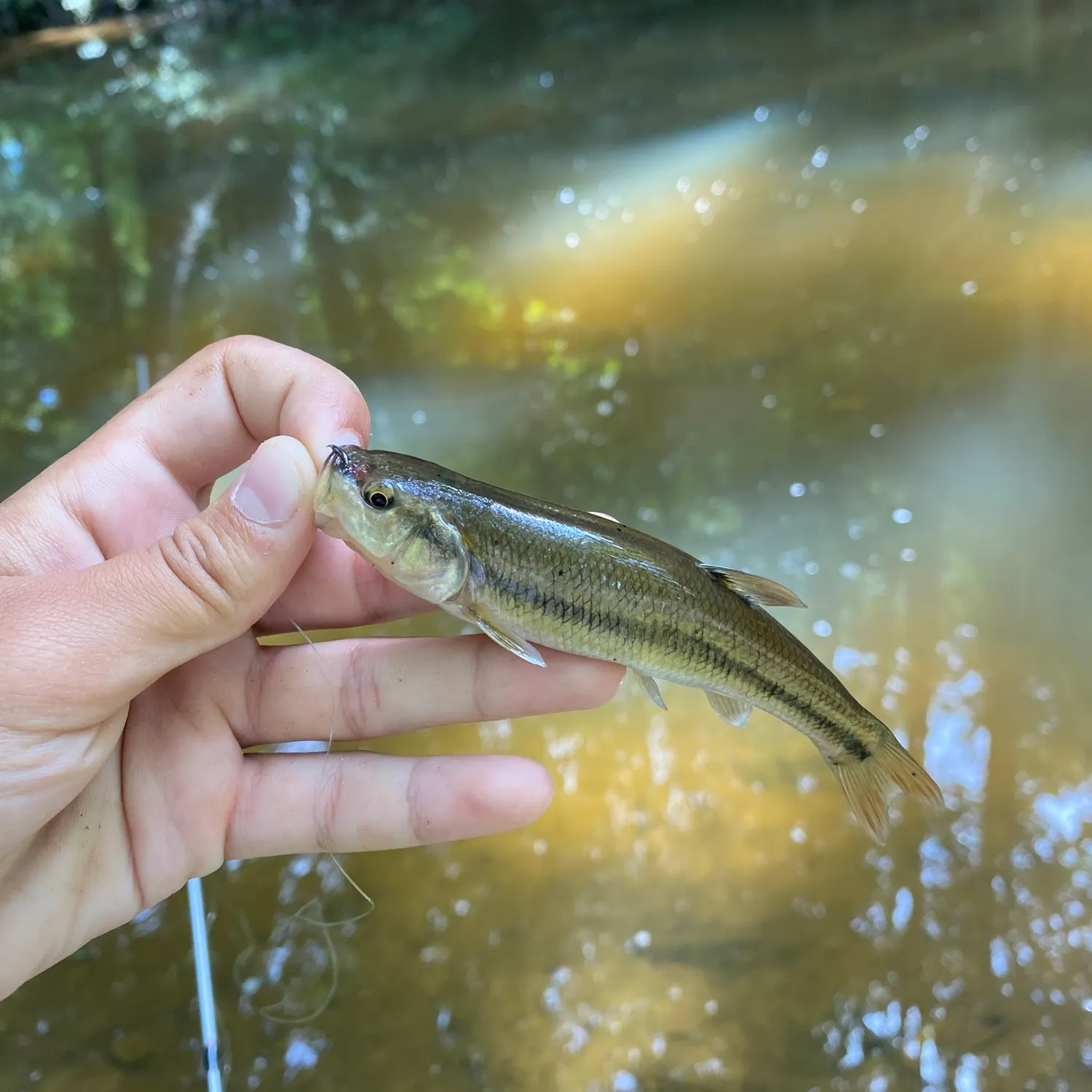 Creek chub caught on Fishbrain