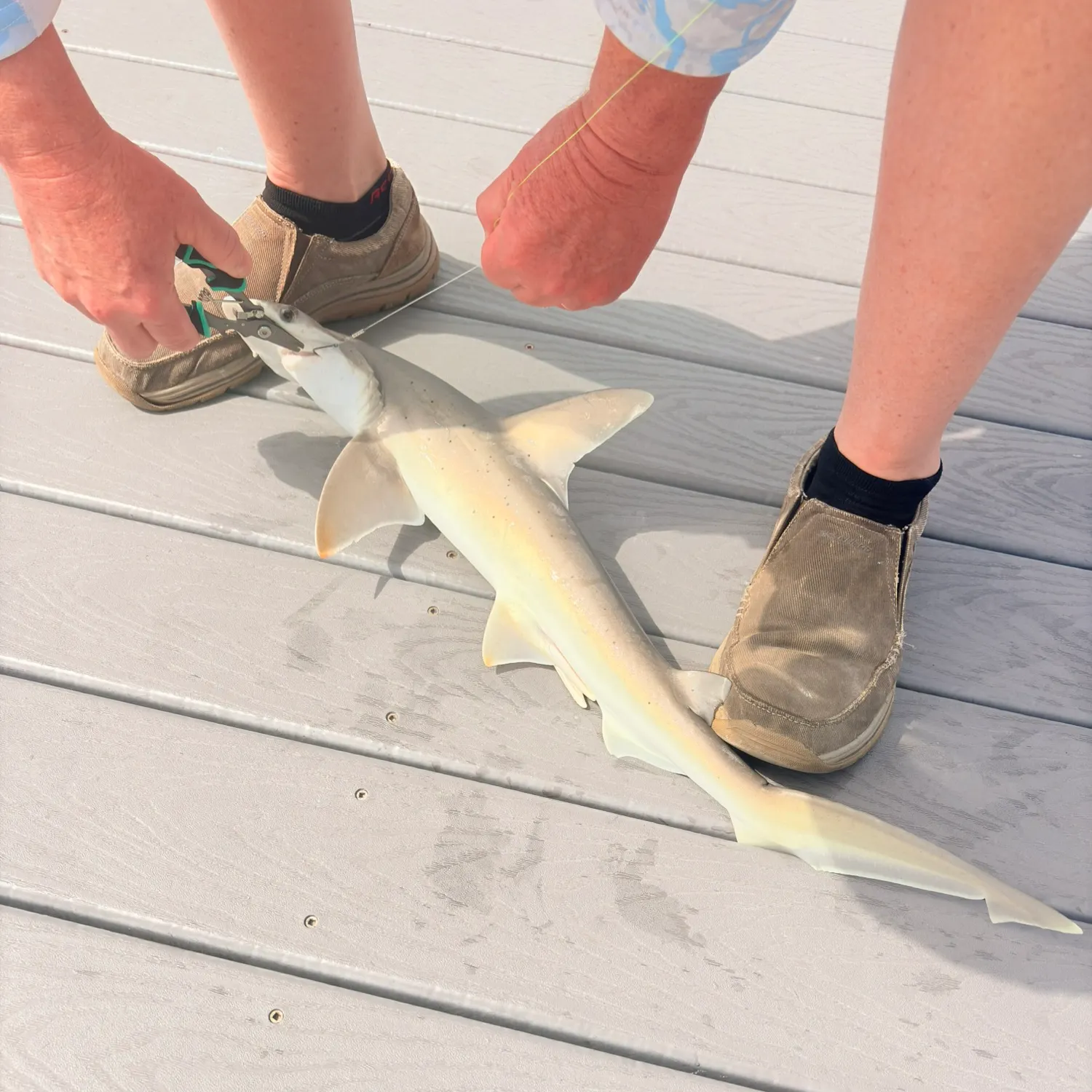 The most recent Scalloped hammerhead shark catches on Fishbrain