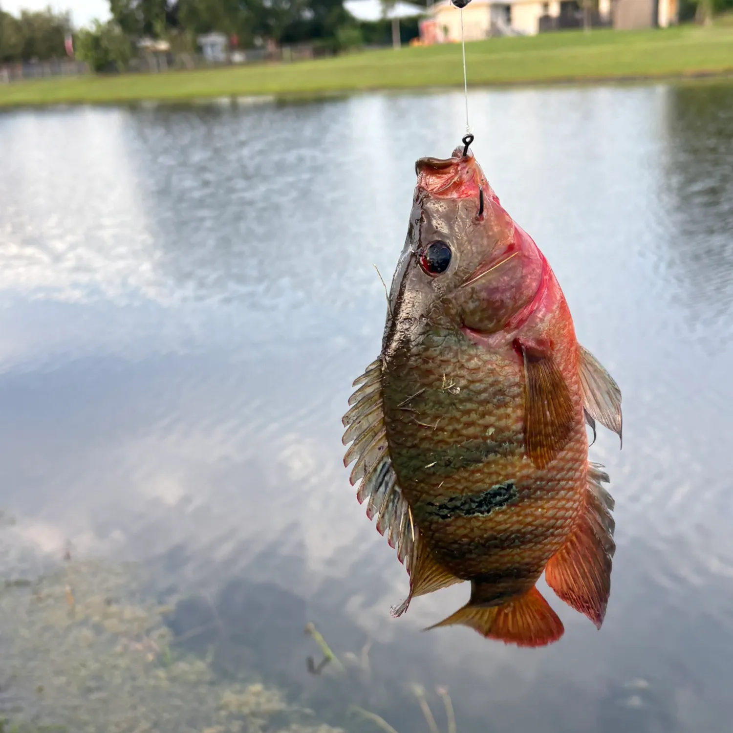 Mayan cichlid caught on Fishbrain