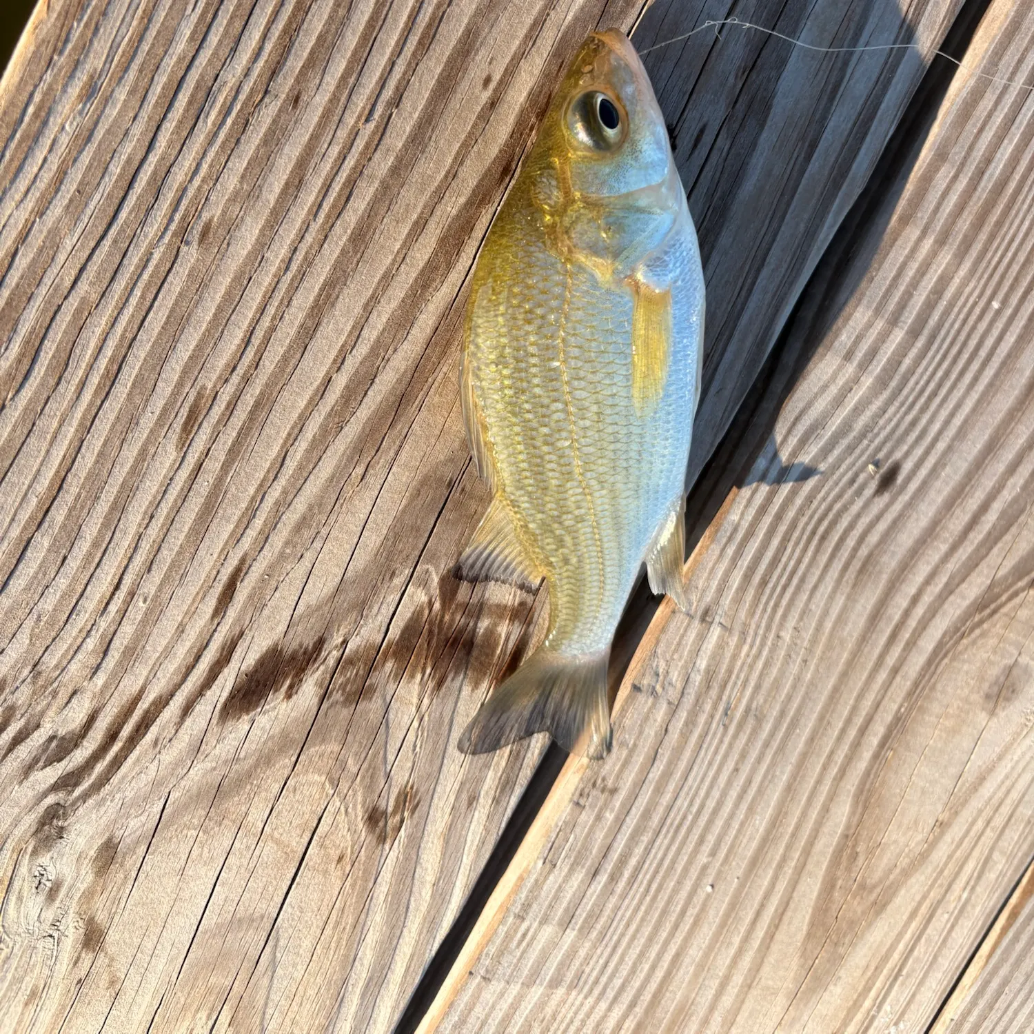 White perch caught on Fishbrain