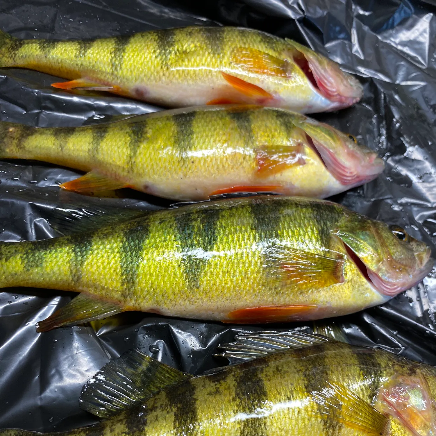 Yellow perch caught on Fishbrain