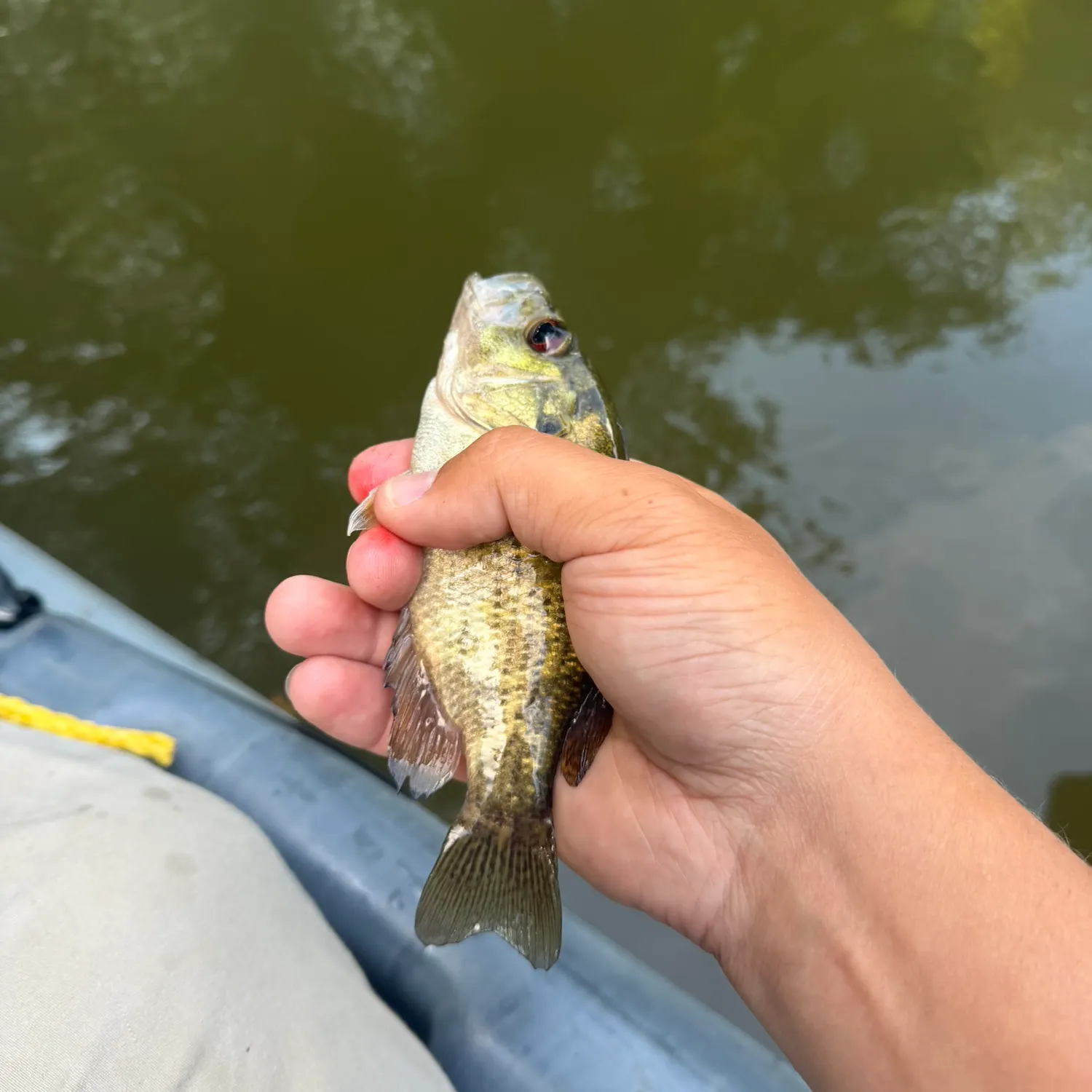 Rock bass caught on Fishbrain