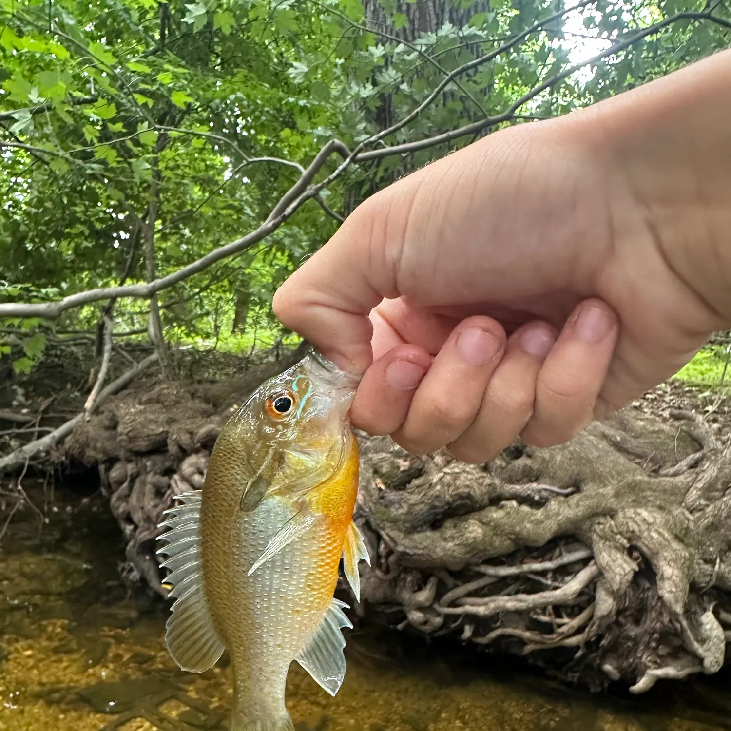 Redbreast sunfish caught on Fishbrain