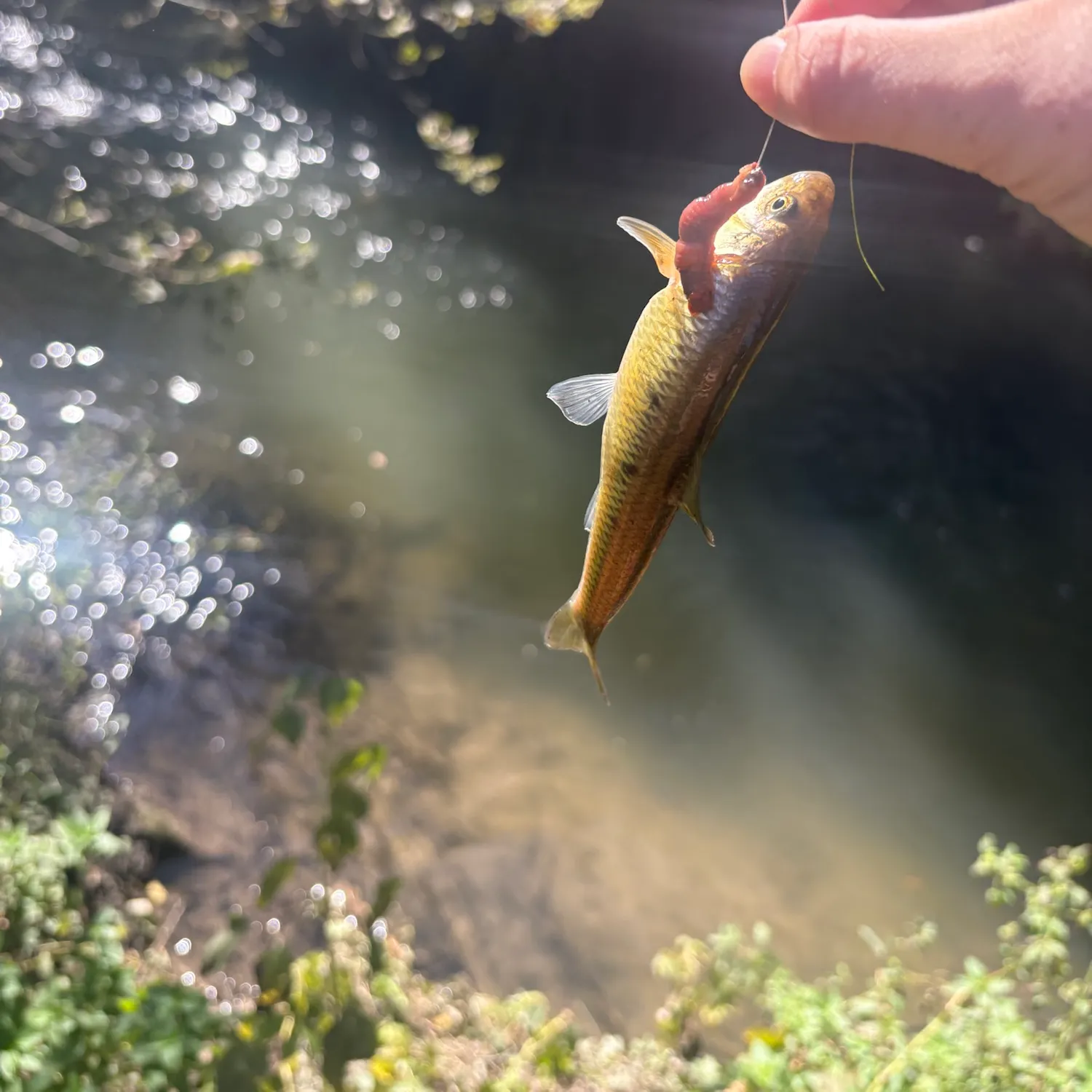Creek chub caught on Fishbrain