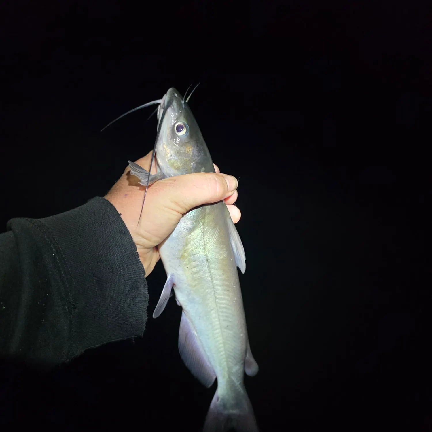Channel catfish caught on Fishbrain