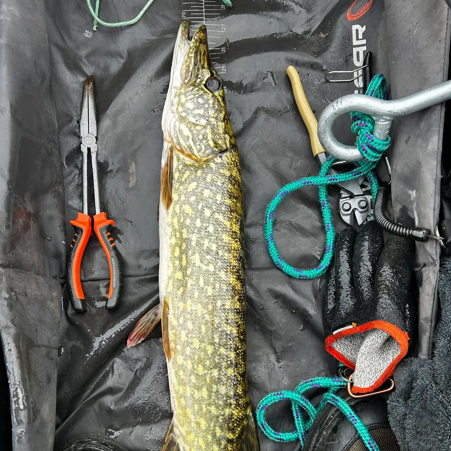 Northern pike caught on Fishbrain