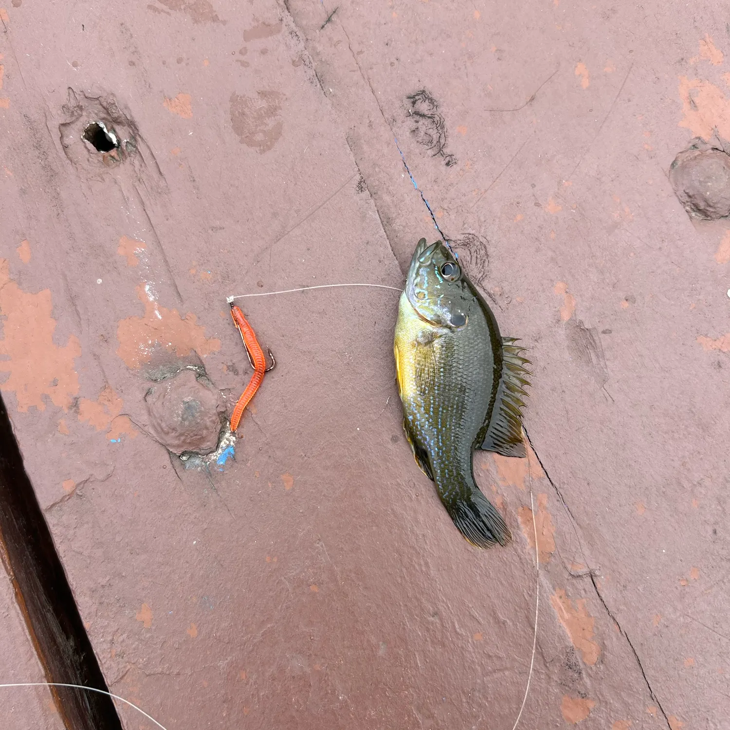 Green sunfish caught on Fishbrain