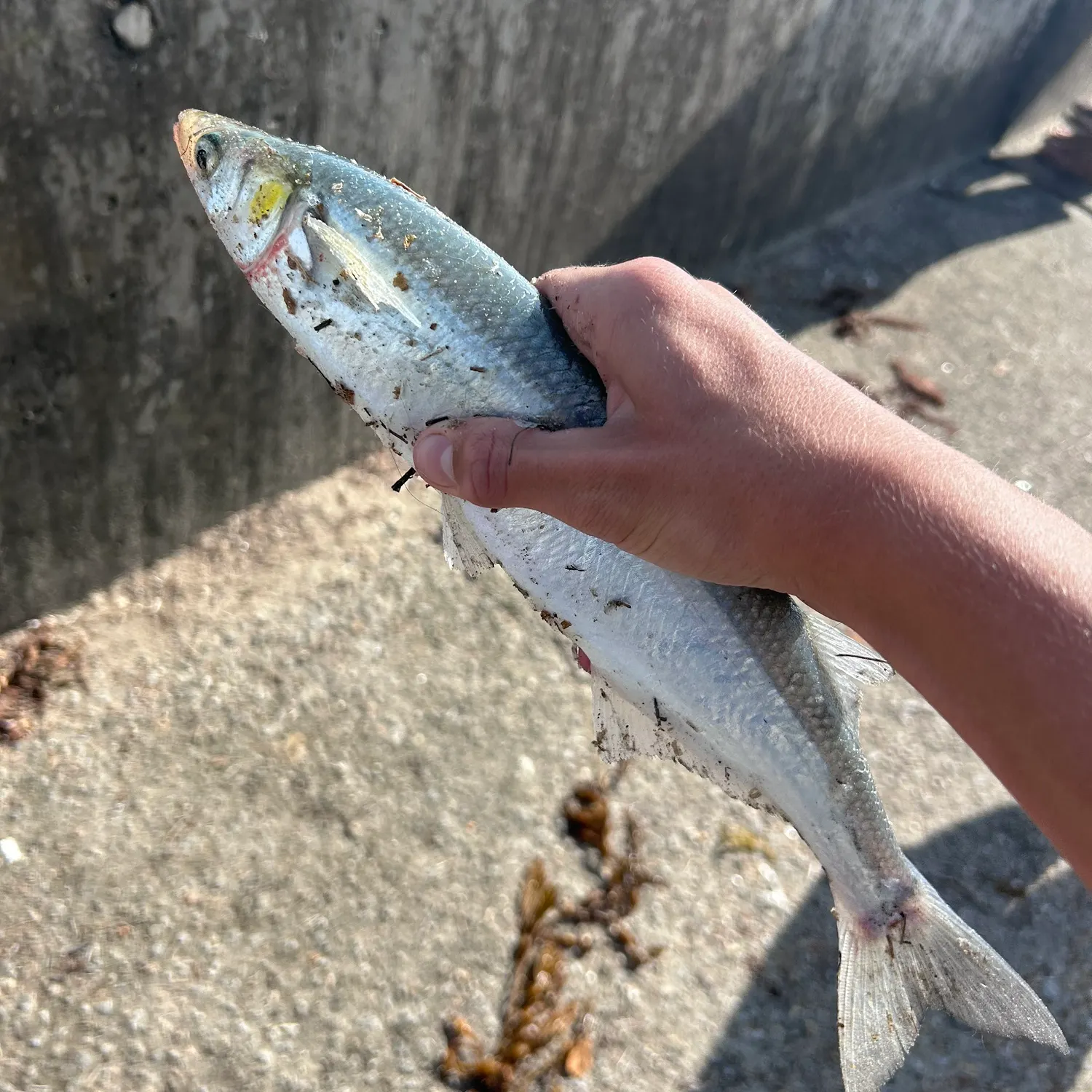 White perch caught on Fishbrain