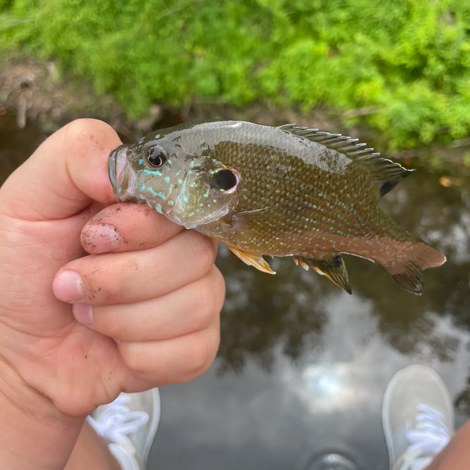 Green sunfish caught on Fishbrain
