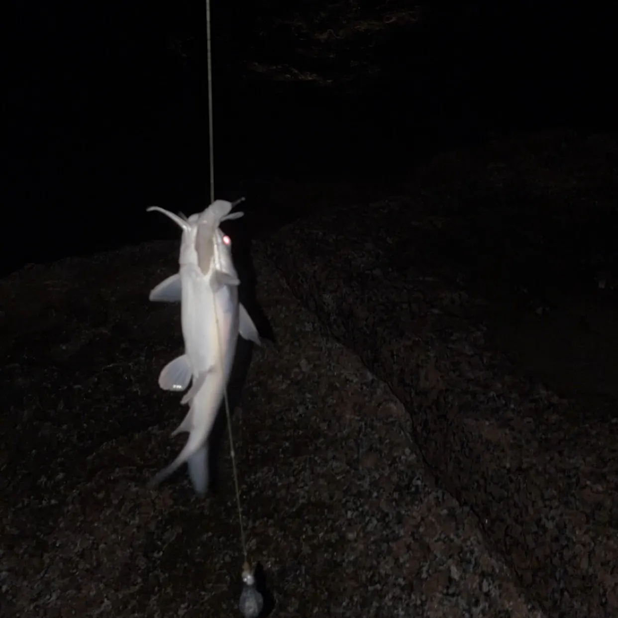 Hardhead sea catfish caught on Fishbrain
