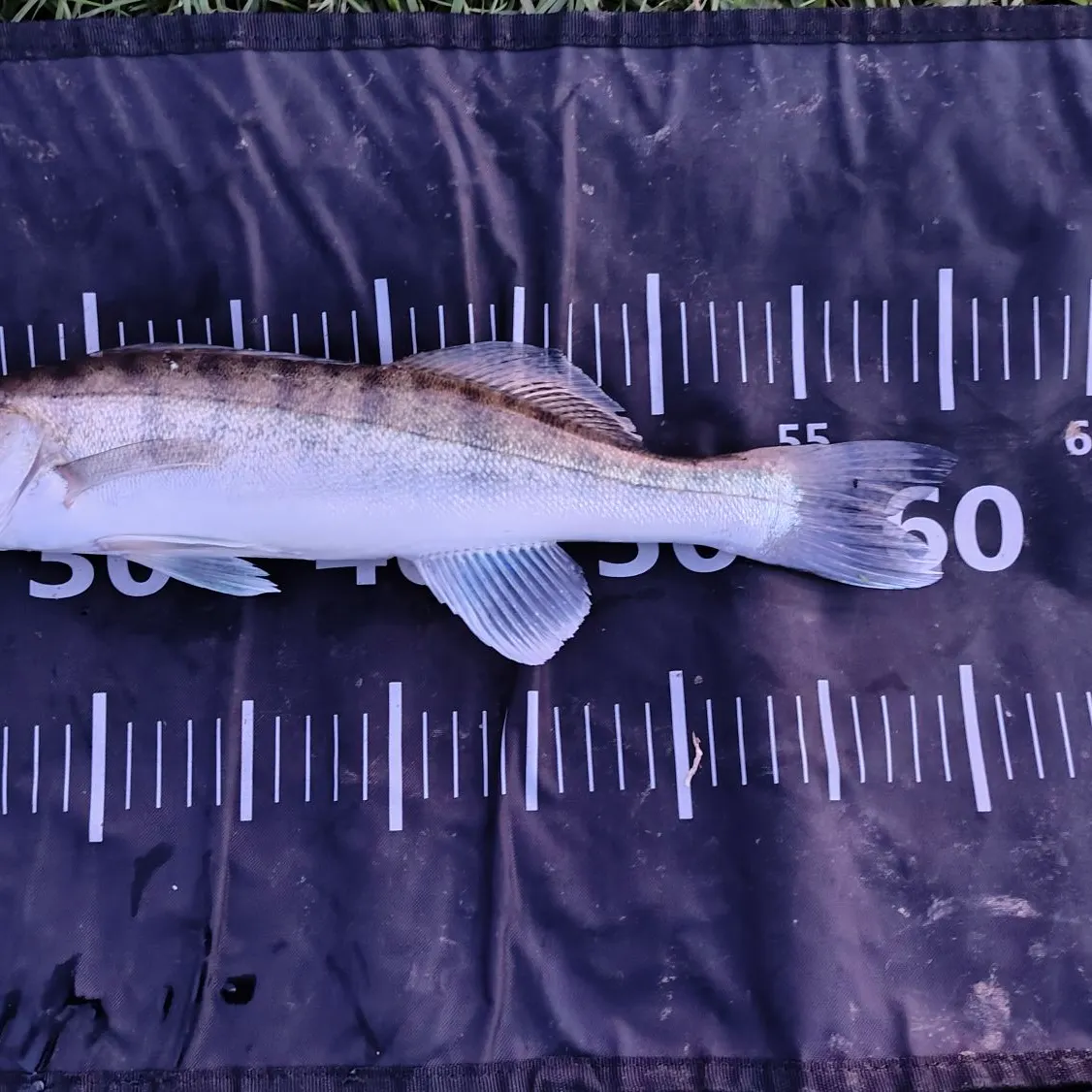 Zander caught on Fishbrain