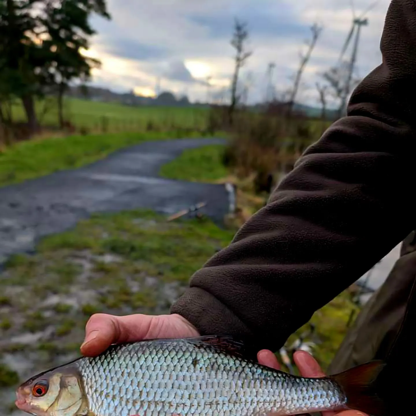 The most recent European chub catches on Fishbrain