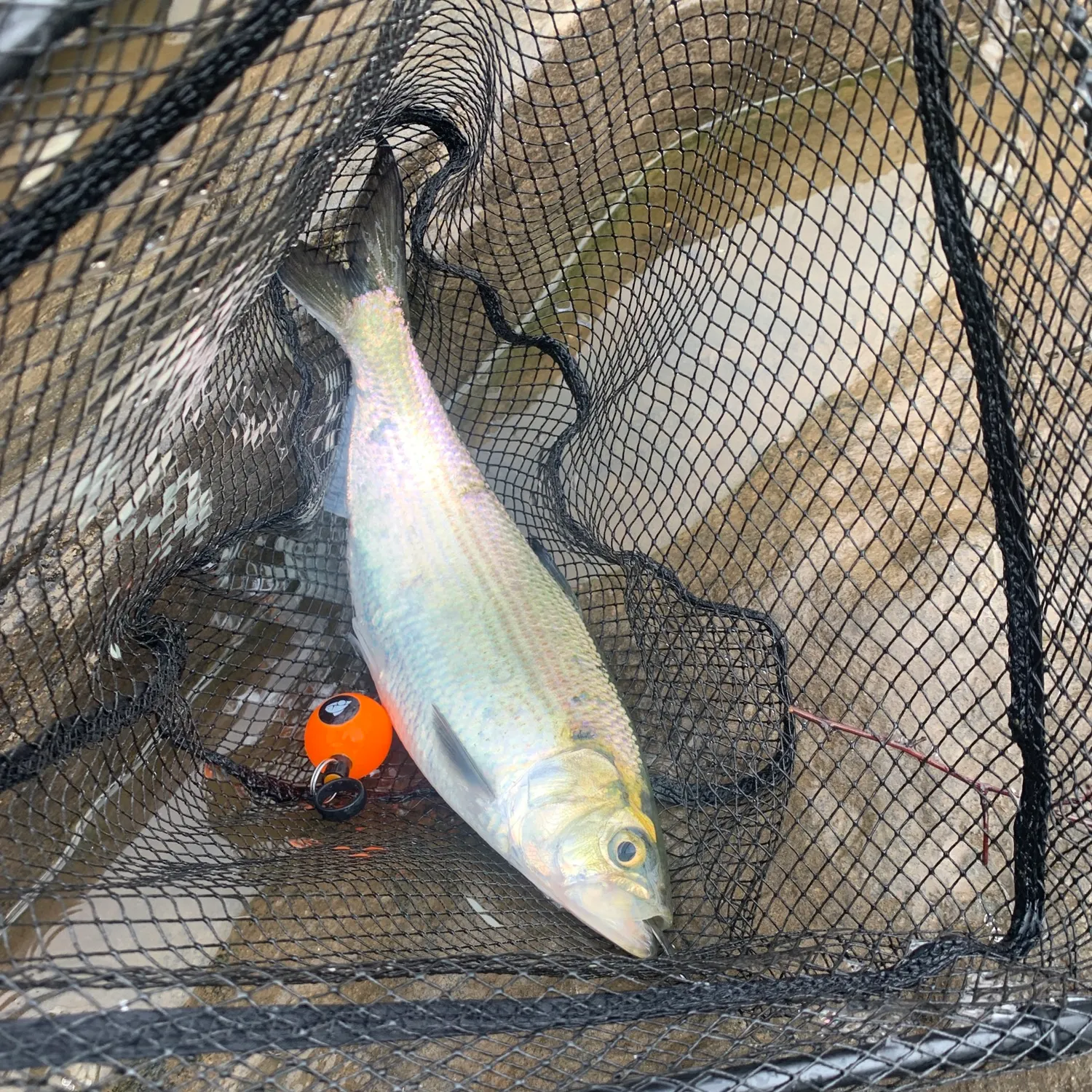 The most recent American shad catches on Fishbrain